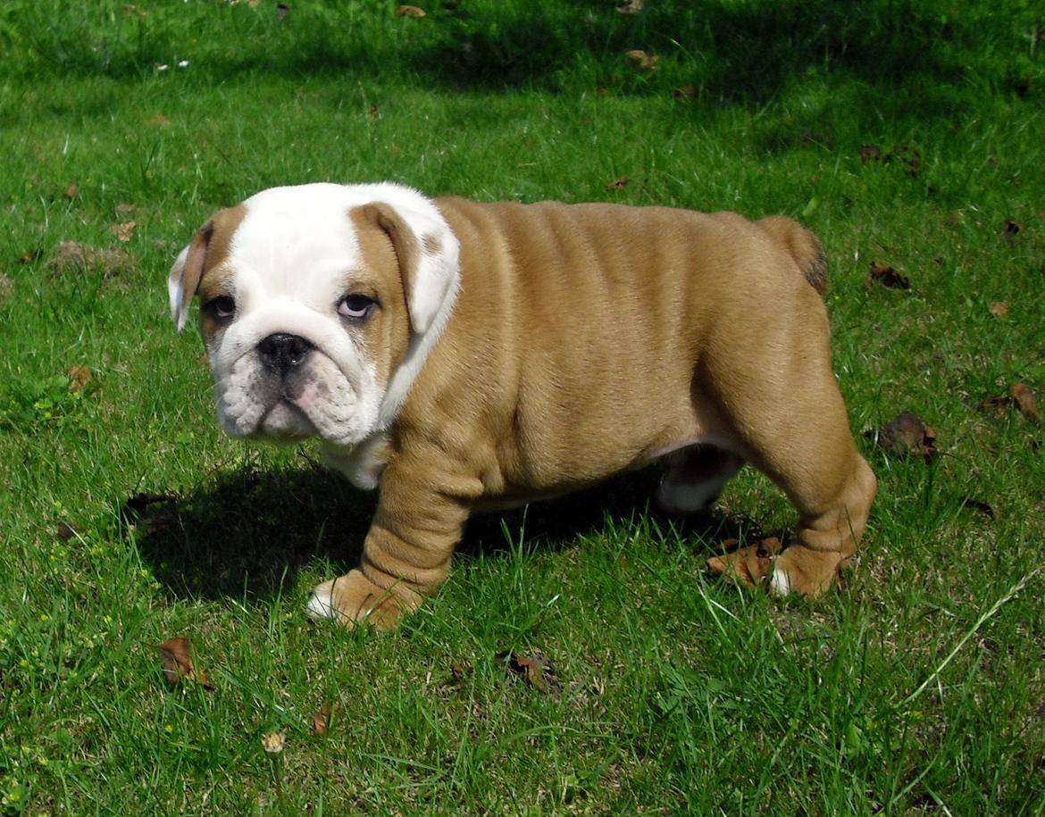 Engelsk bulldog Watson - Kampvognen - 8½ uge billede 10