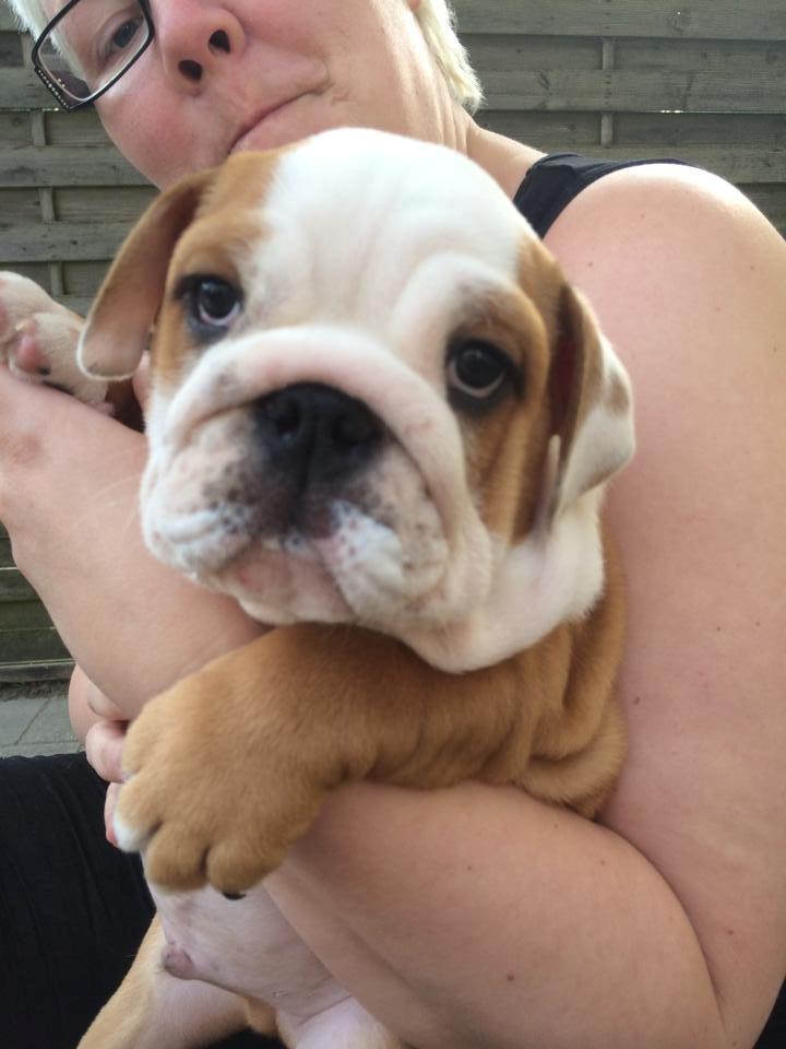 Engelsk bulldog Watson - Kampvognen - 9 uger billede 11