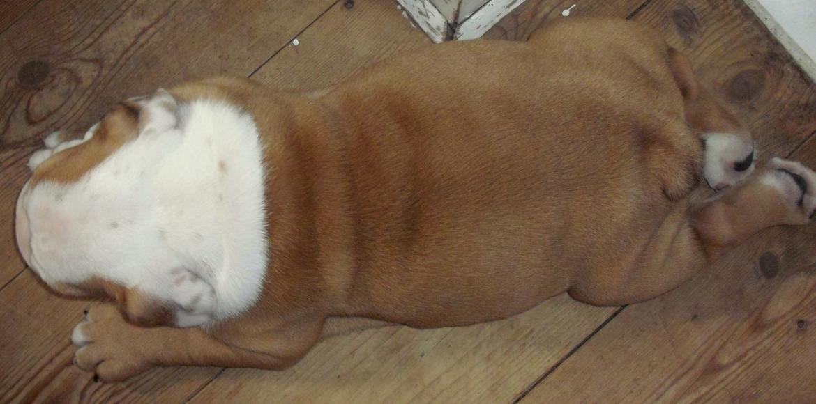 Engelsk bulldog Watson - Kampvognen - 9 uger billede 14