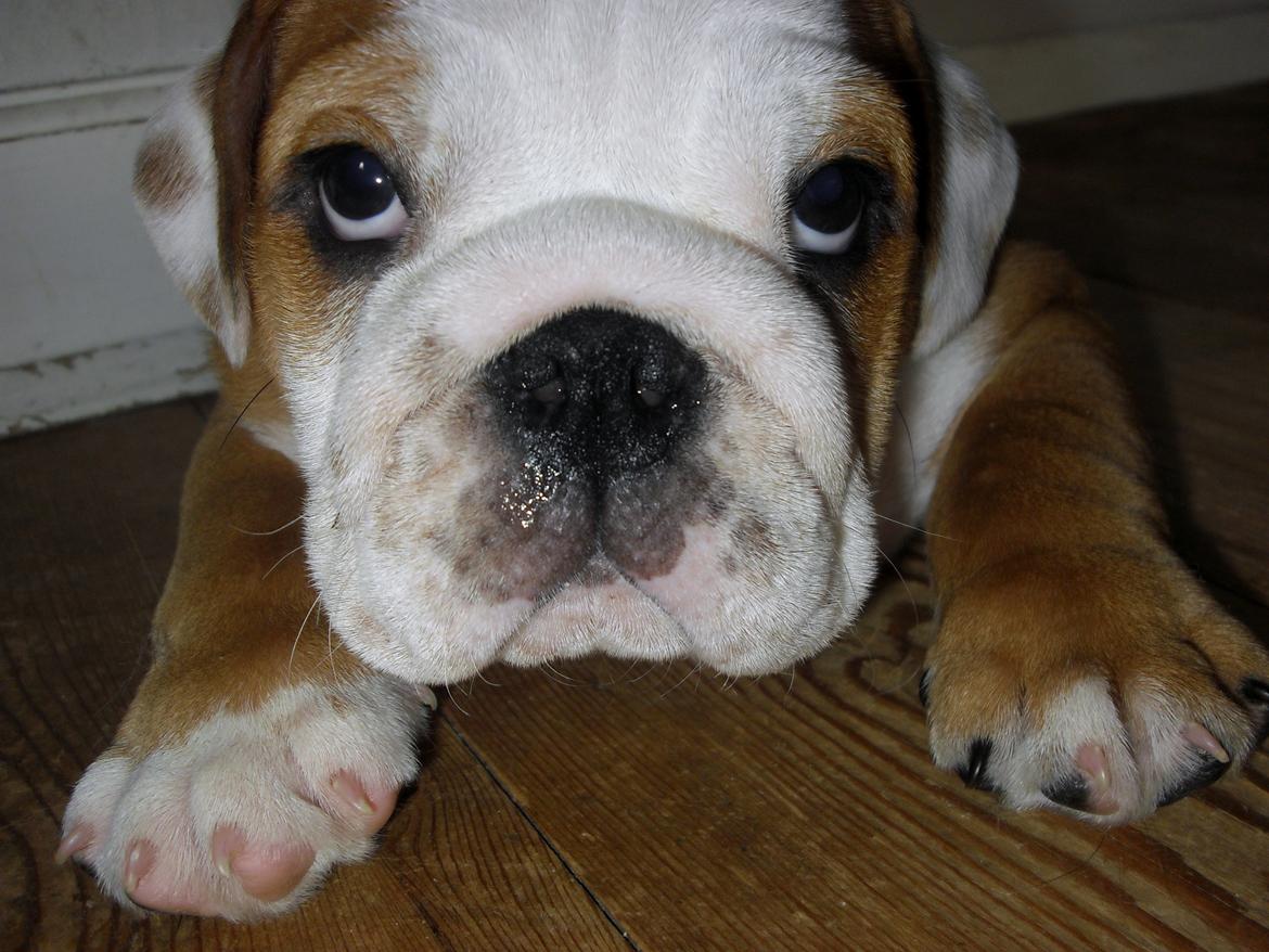 Engelsk bulldog Watson - Kampvognen - 9 uger billede 12