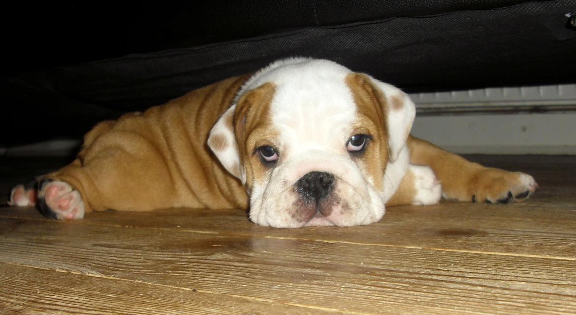 Engelsk bulldog Watson - Kampvognen - 9 uger billede 13