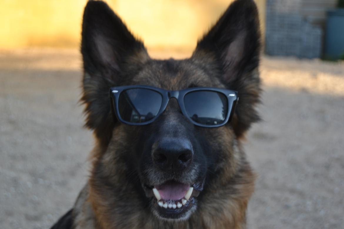 Schæferhund Zindy - Velkommen til mit gallerii alle billeder er mine og må ikke tages - Zindy nyder sommeren  billede 1