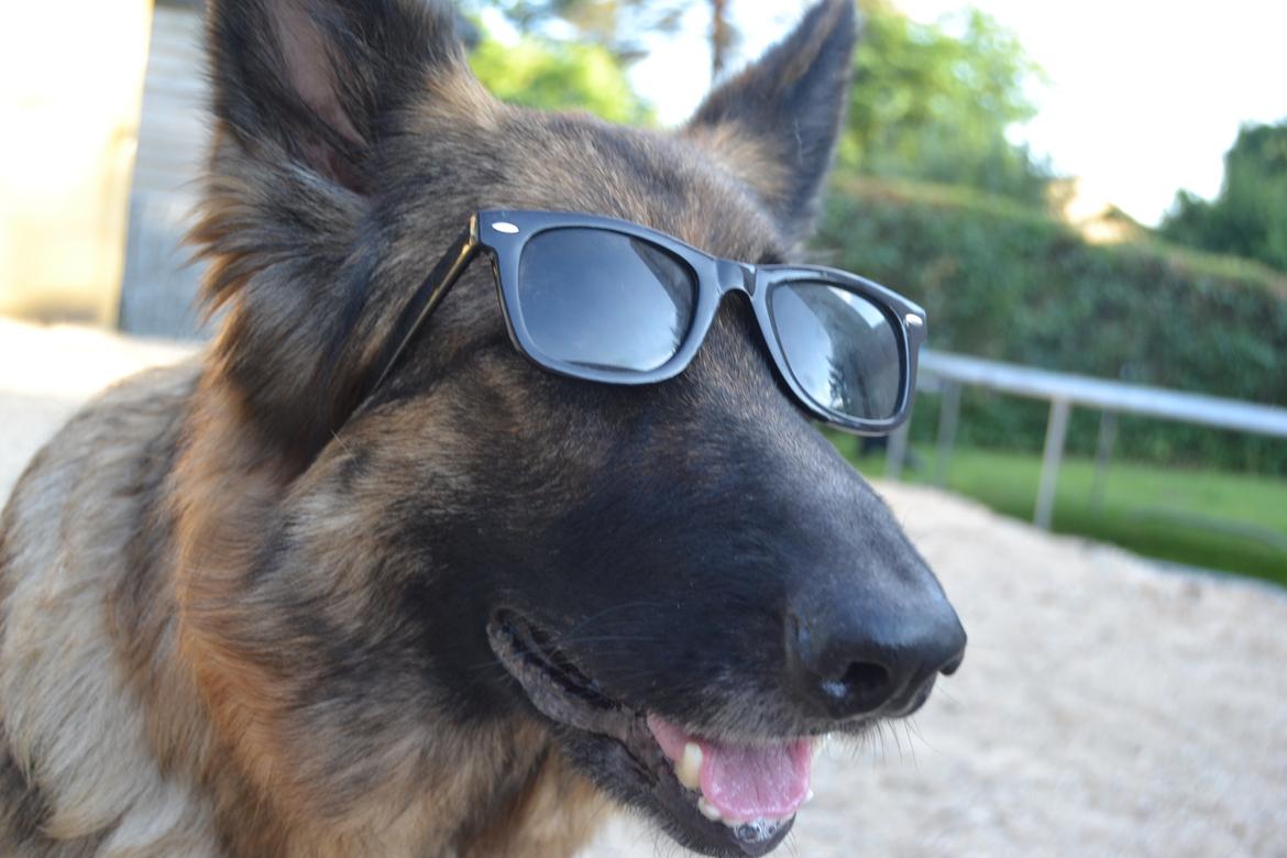 Schæferhund Zindy billede 16