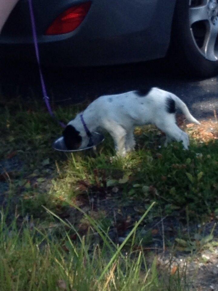 Engelsk setter Miss Rihanna billede 2