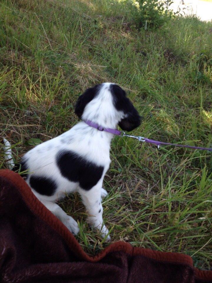 Engelsk setter Miss Rihanna billede 1