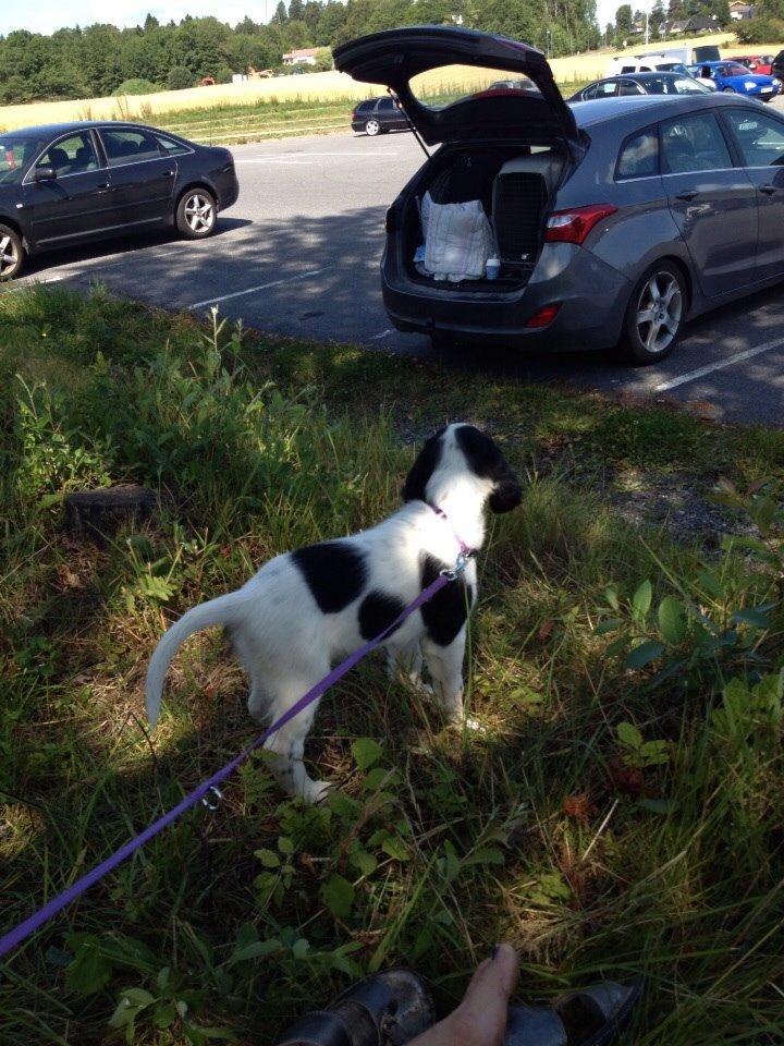 Engelsk setter Miss Rihanna billede 3