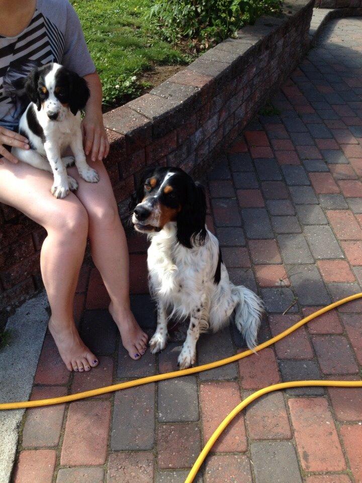 Engelsk setter Miss Rihanna billede 5