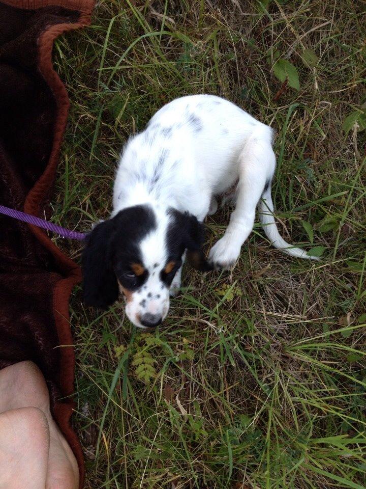 Engelsk setter Miss Rihanna billede 6