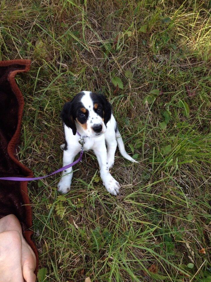 Engelsk setter Miss Rihanna billede 4