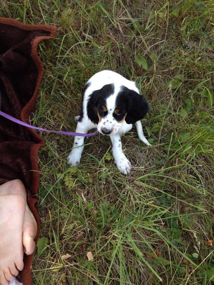 Engelsk setter Miss Rihanna billede 7