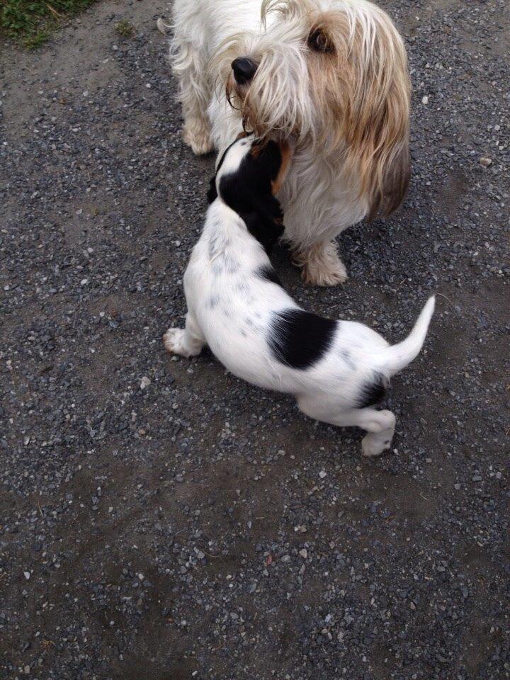 Engelsk setter Miss Rihanna billede 8