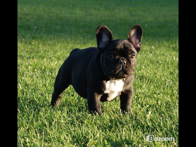 Fransk bulldog Bullystyle's Runway Zensei billede 6