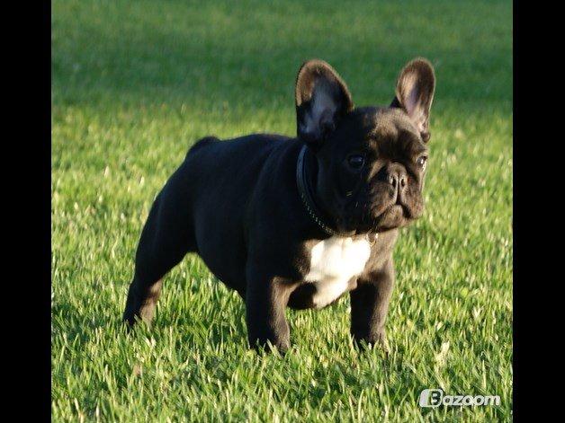 Fransk bulldog Bullystyle's Runway Zensei billede 7