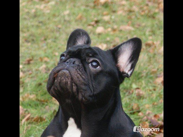 Fransk bulldog Bullystyle's Runway Zensei billede 8