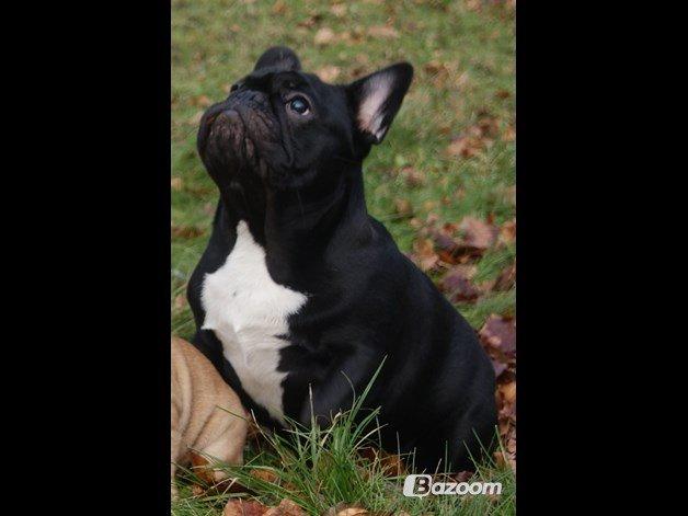 Fransk bulldog Bullystyle's Runway Zensei billede 9