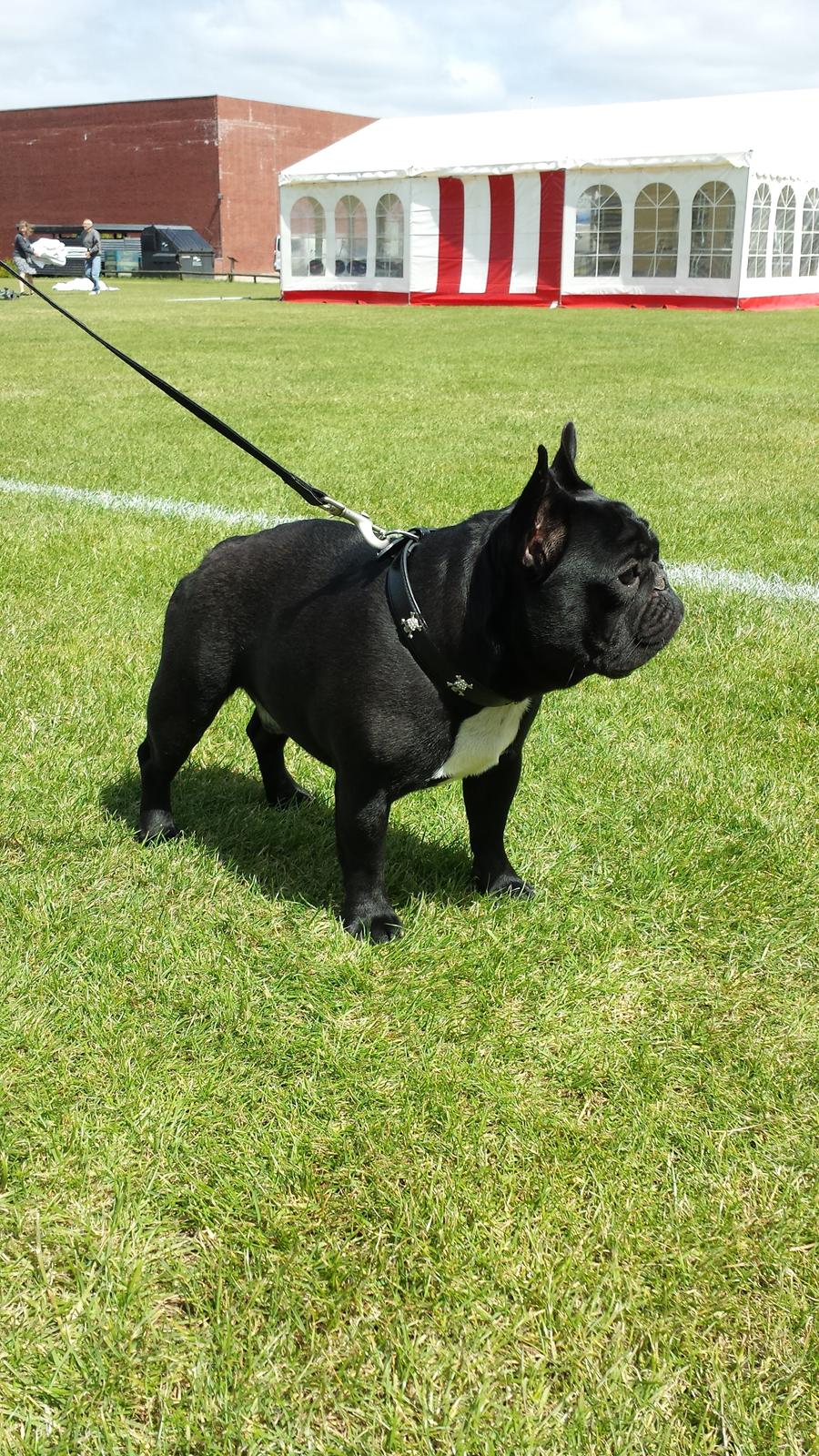 Fransk bulldog Bullystyle's Runway Zensei billede 11