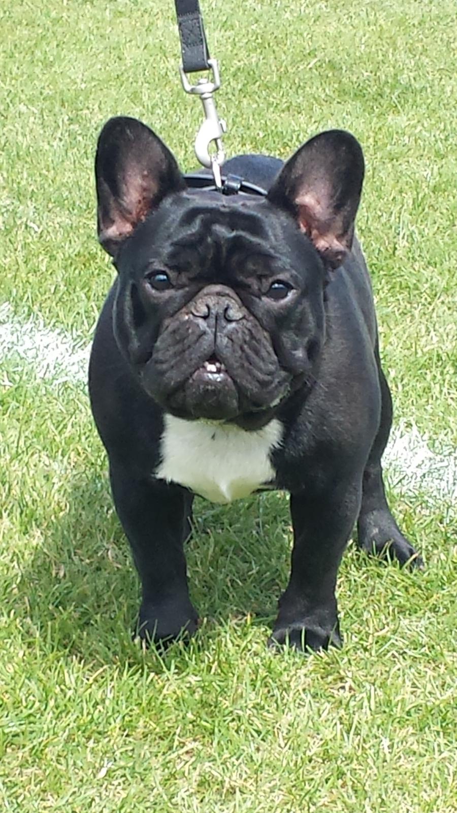 Fransk bulldog Bullystyle's Runway Zensei billede 12