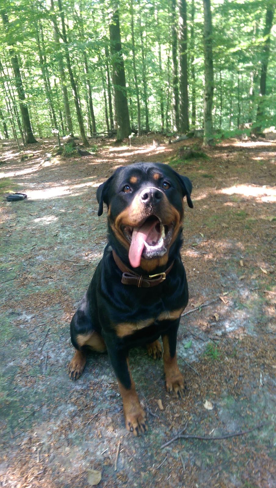 Rottweiler Rosie billede 10