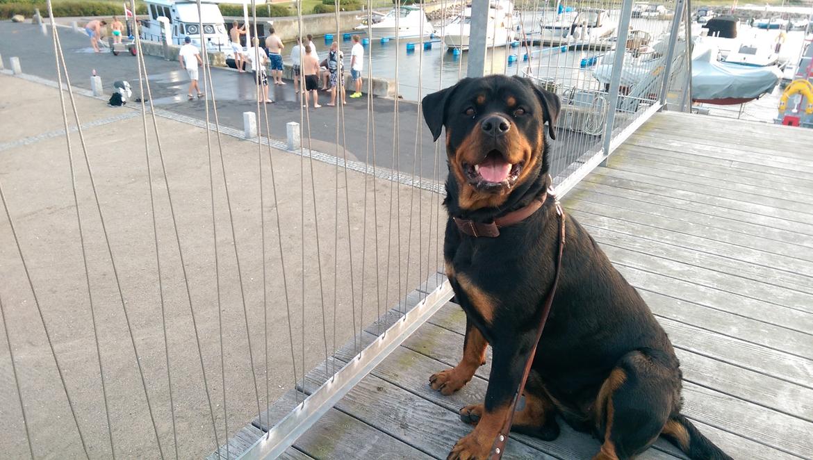 Rottweiler Rosie billede 11