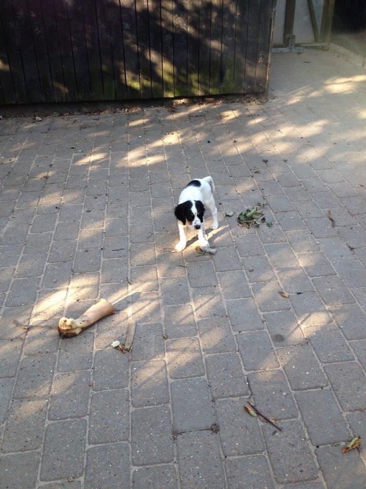 Engelsk setter Miss Rihanna billede 9