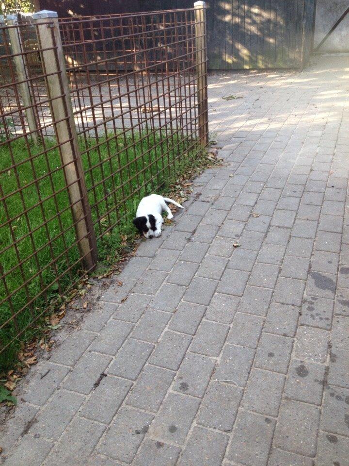 Engelsk setter Miss Rihanna billede 10