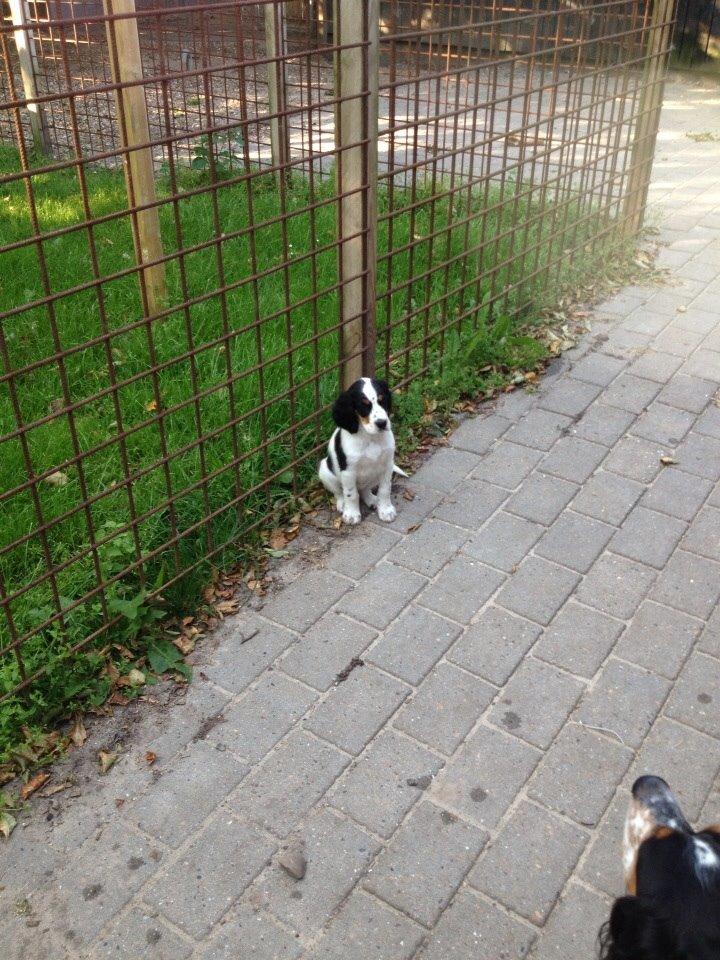 Engelsk setter Miss Rihanna billede 11