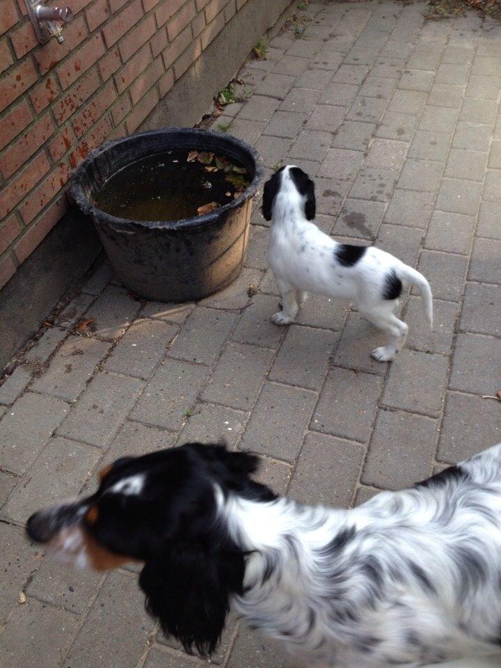 Engelsk setter Miss Rihanna billede 12