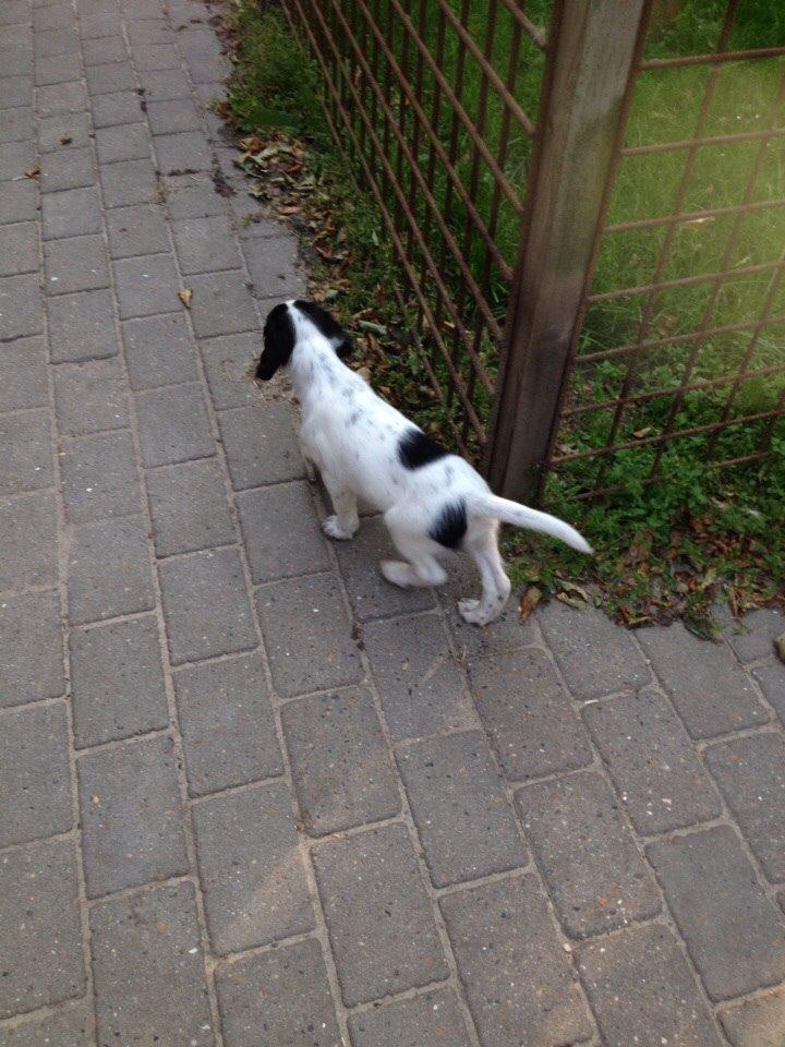 Engelsk setter Miss Rihanna billede 13