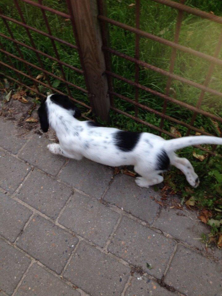 Engelsk setter Miss Rihanna billede 14