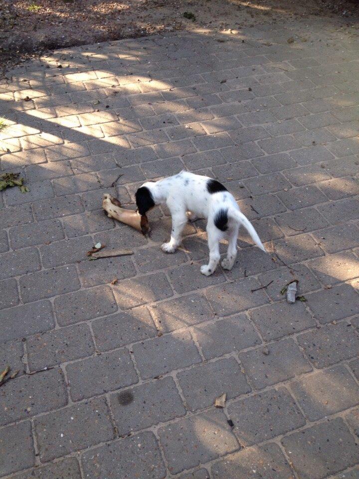 Engelsk setter Miss Rihanna billede 17