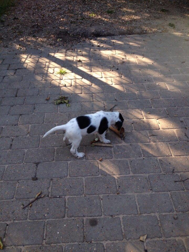 Engelsk setter Miss Rihanna billede 18