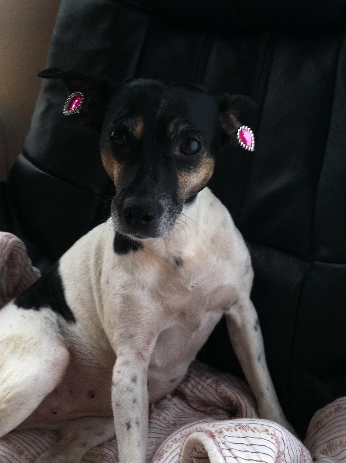 Dansk svensk gaardhund Nikki.<3 billede 2