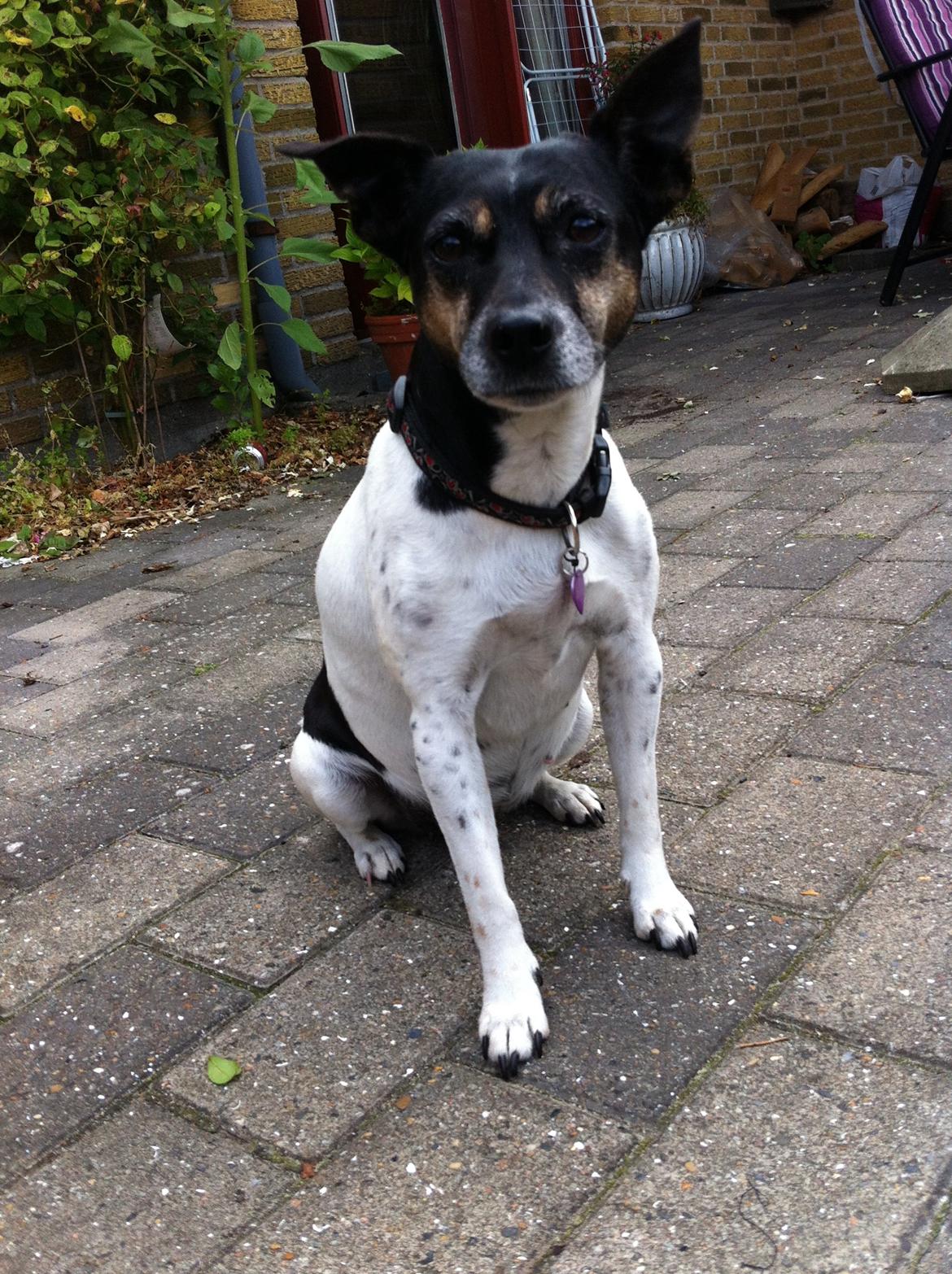 Dansk svensk gaardhund Nikki.<3 billede 4