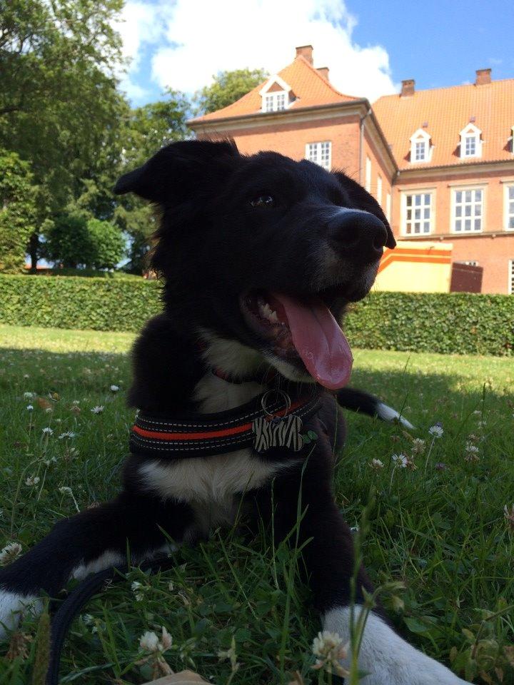 Border collie Panda billede 3