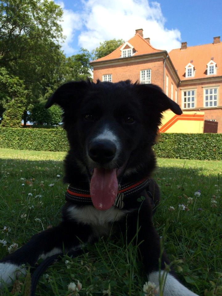 Border collie Panda billede 2