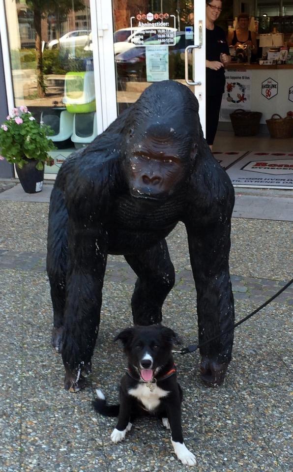 Border collie Panda billede 1