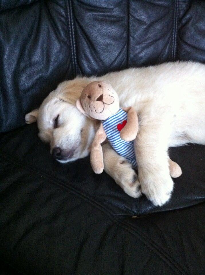 Blanding af racer Balder billede 1