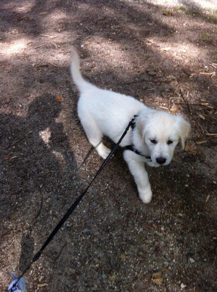 Blanding af racer Balder billede 2