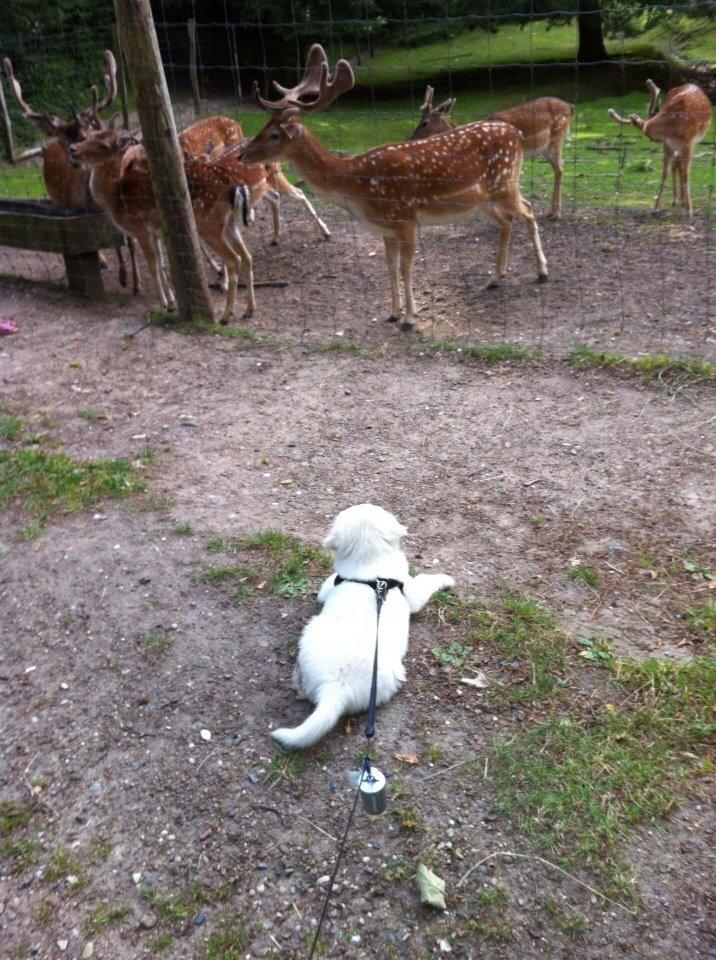 Blanding af racer Balder billede 3