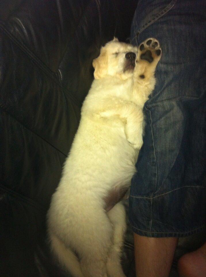 Blanding af racer Balder billede 4