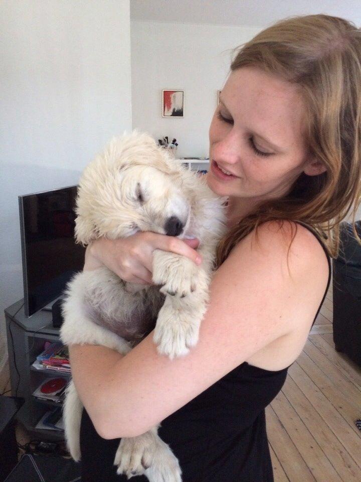 Blanding af racer Balder billede 5