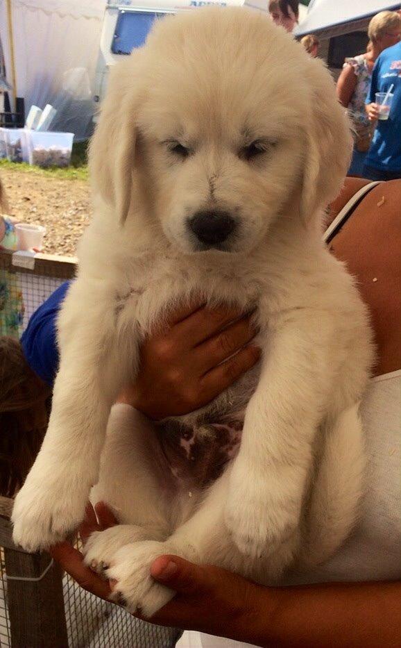 Blanding af racer Balder billede 7