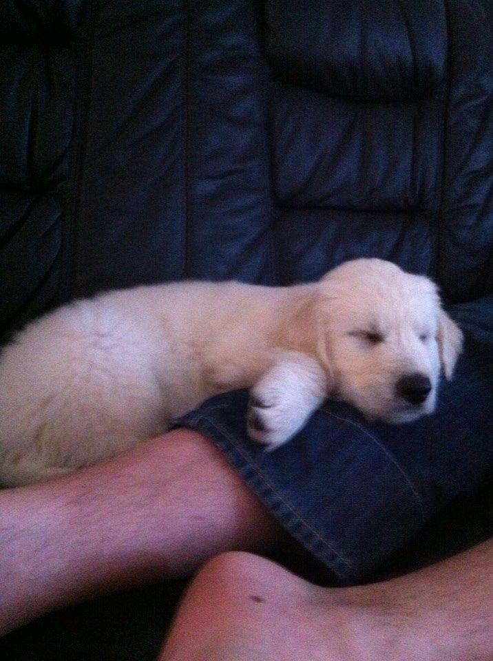 Blanding af racer Balder billede 6