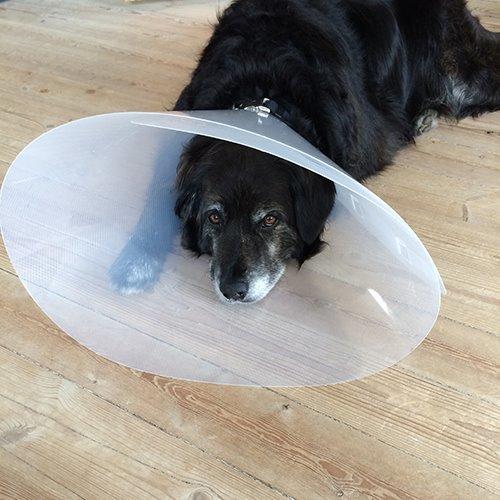 Blanding af racer Balto - Balto. 10. Juni 2014 - opereret for en tumor. Gudskelov godartet!  billede 9