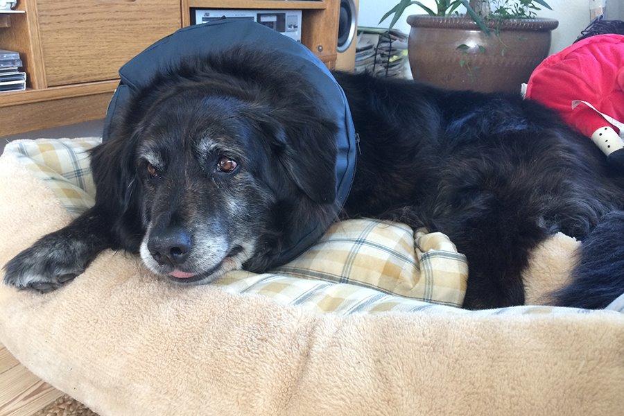 Blanding af racer Balto - 23.Juni 2014 - Balto har været oppe og få fjernet sting..  billede 8