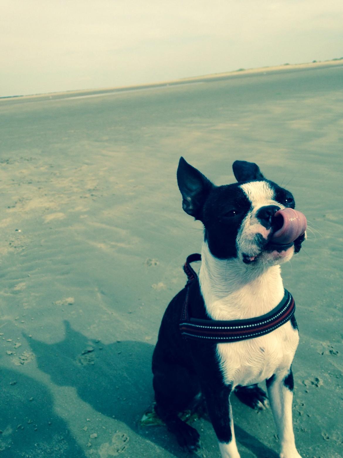 Boston terrier Pusle billede 10