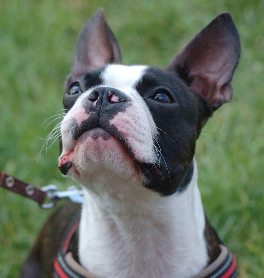 Boston terrier Pusle billede 11