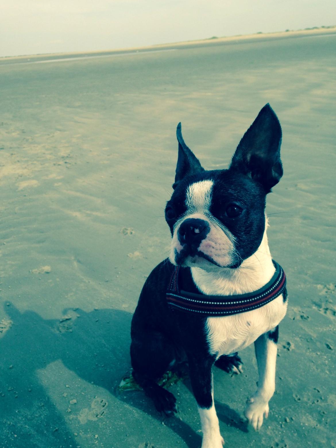 Boston terrier Pusle billede 12