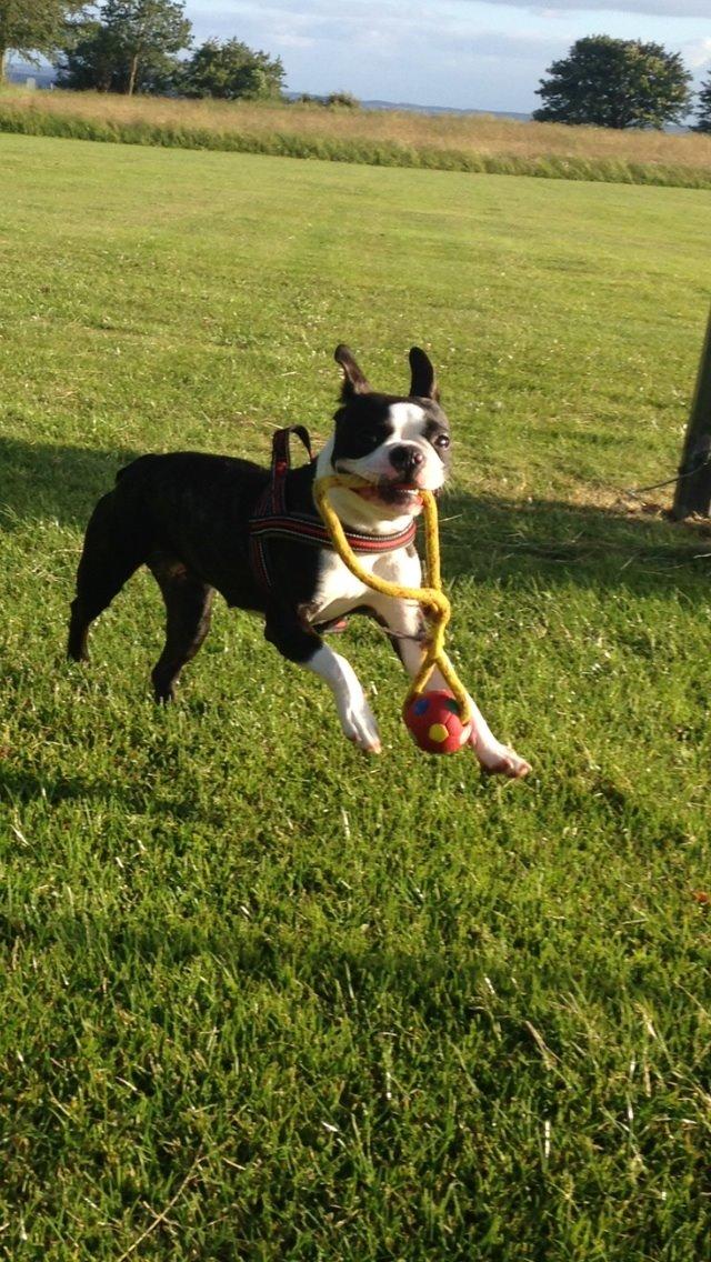 Boston terrier Pusle billede 13