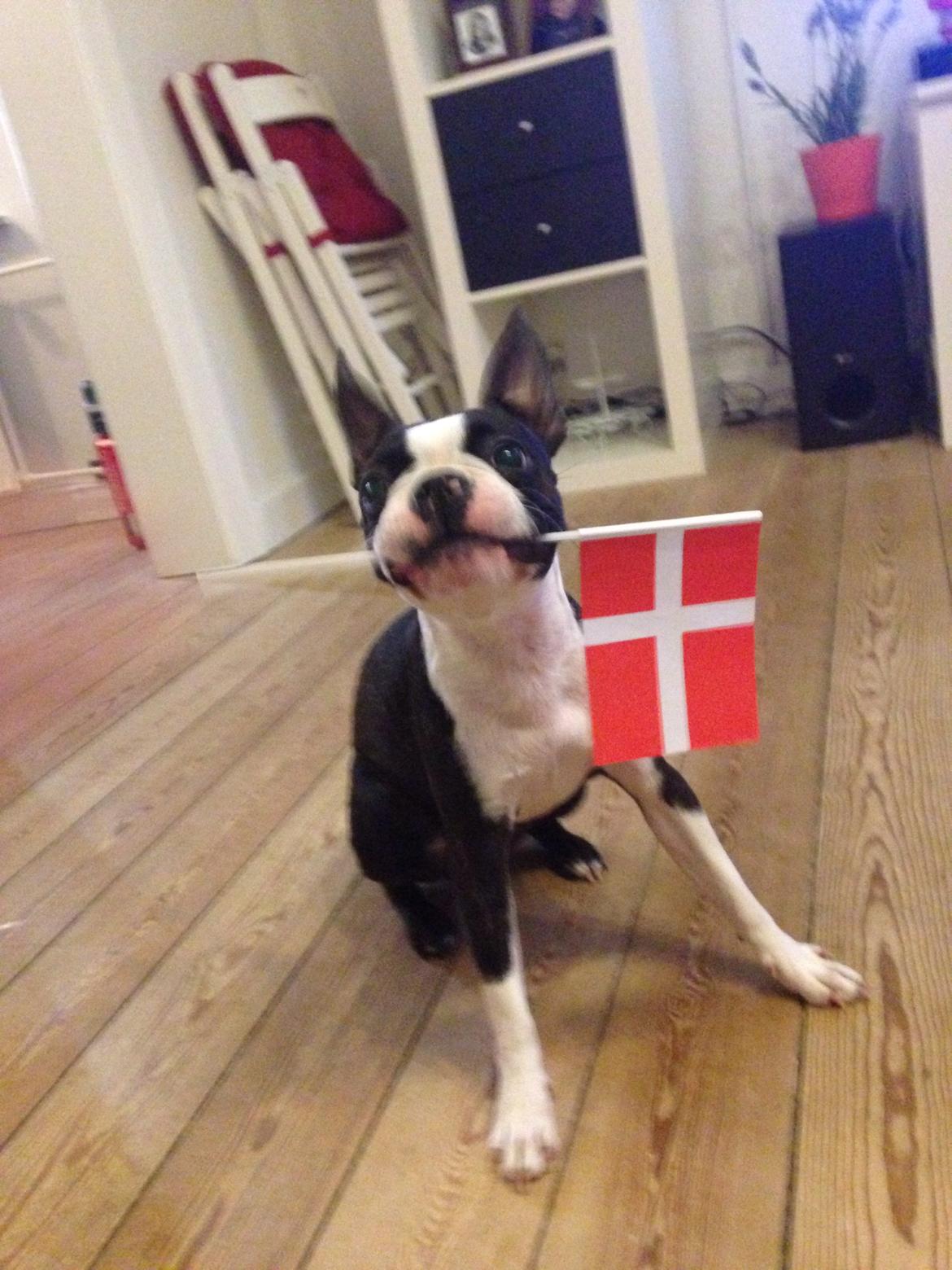 Boston terrier Pusle billede 14